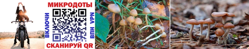 shop официальный сайт  Губаха  Псилоцибиновые грибы Psilocybine cubensis 