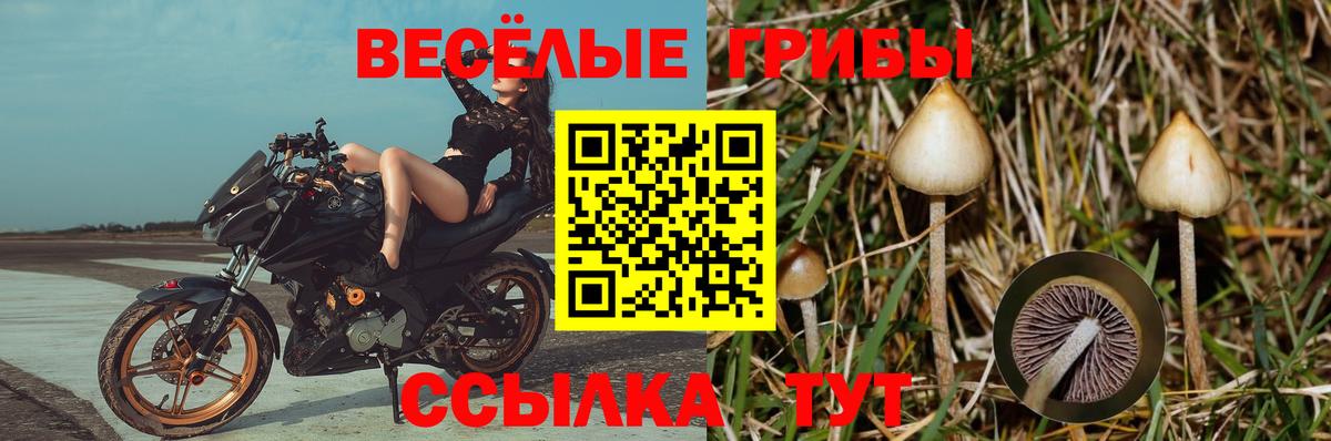 Псилоцибиновые грибы Psilocybine cubensis Губаха